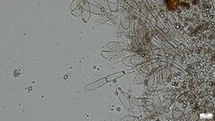 Cystoagaricus strobilomyces