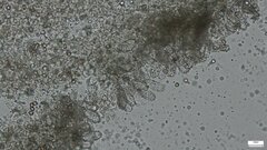 Cystoagaricus strobilomyces