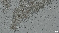 Cystoagaricus strobilomyces