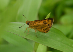 Taractrocerini