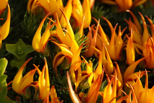 Lotus maculatus, photograph 2