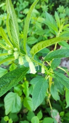 Sesamum indicum