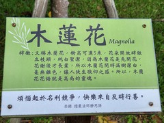 Magnolia liliiflora