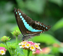 Graphium teredon