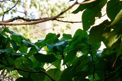 Phylloscopus fuscatus