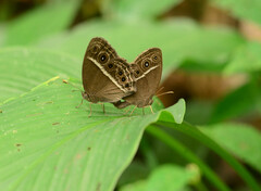 Mycalesis mineus