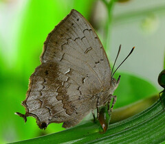 Surendra quercetorum