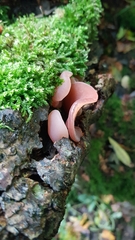 Auricularia auricula-judae