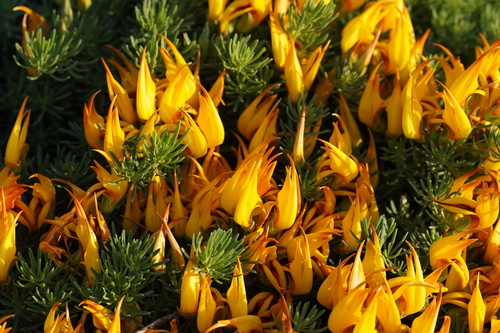 Lotus maculatus, photograph 3
