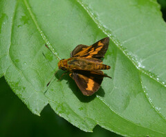 Oriens goloides