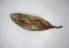 Colchicum melanthioides