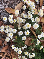 Tanacetum parthenium