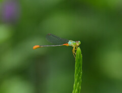 Ceriagrion cerinorubellum