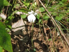 Habenaria plantaginea