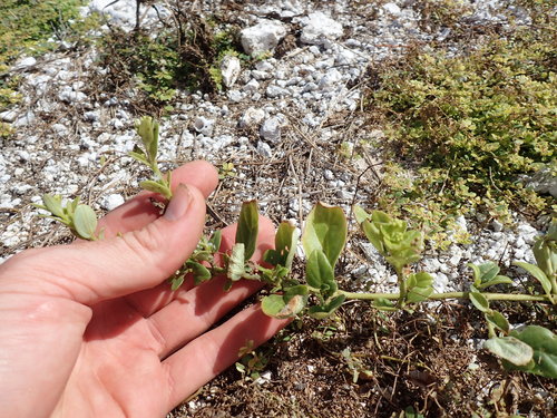 Boerhavia diffusa observed 2017-12-06
