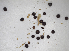 Colchicum melanthioides