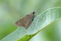 Pelopidas mathias