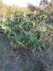 Eriobotrya japonica