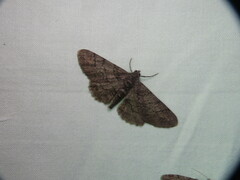Iridopsis vellivolata