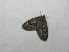Cladara limitaria