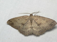 Melanolophia