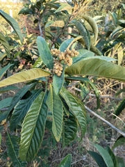 Eriobotrya japonica