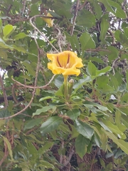 Solandra maxima