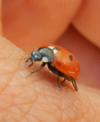Coccinella undecimpunctata
