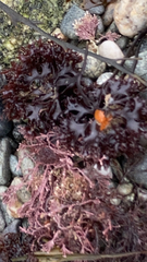 Chondrus crispus