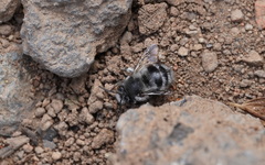 Anthophora alluaudi