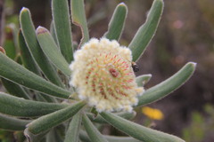 Isopogon sphaerocephalus lesueurensis