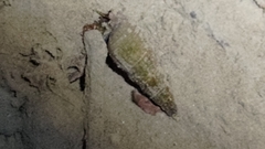 Melanoides tuberculata