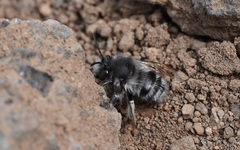 Anthophora alluaudi