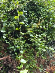 Smilax azorica