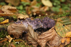 Nectriopsis violacea