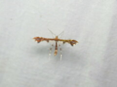 Geina tenuidactylus