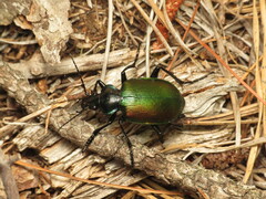 Calosoma sycophanta