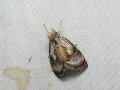 Chrysanympha formosa