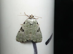 Leuconycta diphteroides
