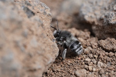 Anthophora alluaudi
