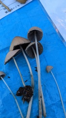 Psathyrella corrugis