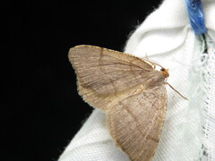 Lambdina pellucidaria