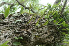 Microgramma mortoniana