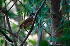 Pterorhinus pectoralis