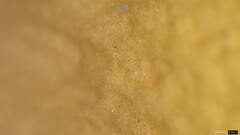 Psathyrella corrugis