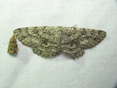 Hypomecis umbrosaria