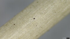 Psathyrella corrugis