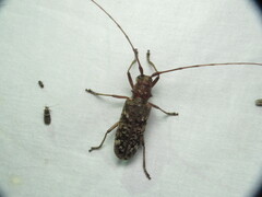 Monochamus carolinensis