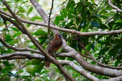 Pterorhinus pectoralis