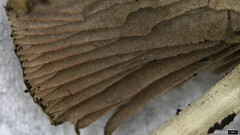 Psathyrella corrugis